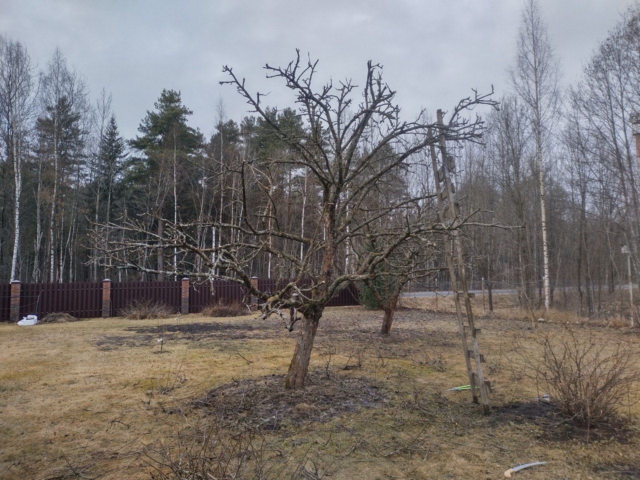 Подрезка плодовых деревьев